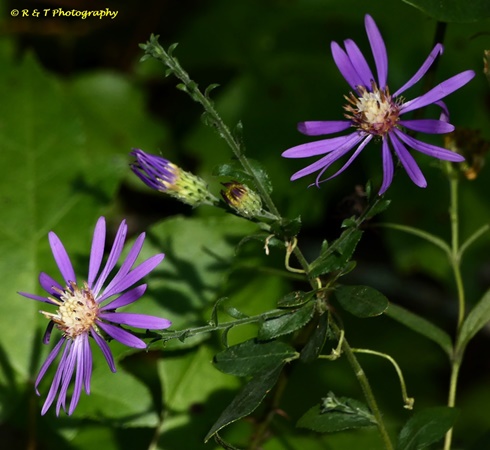 {Symphyotrichum georgianum}